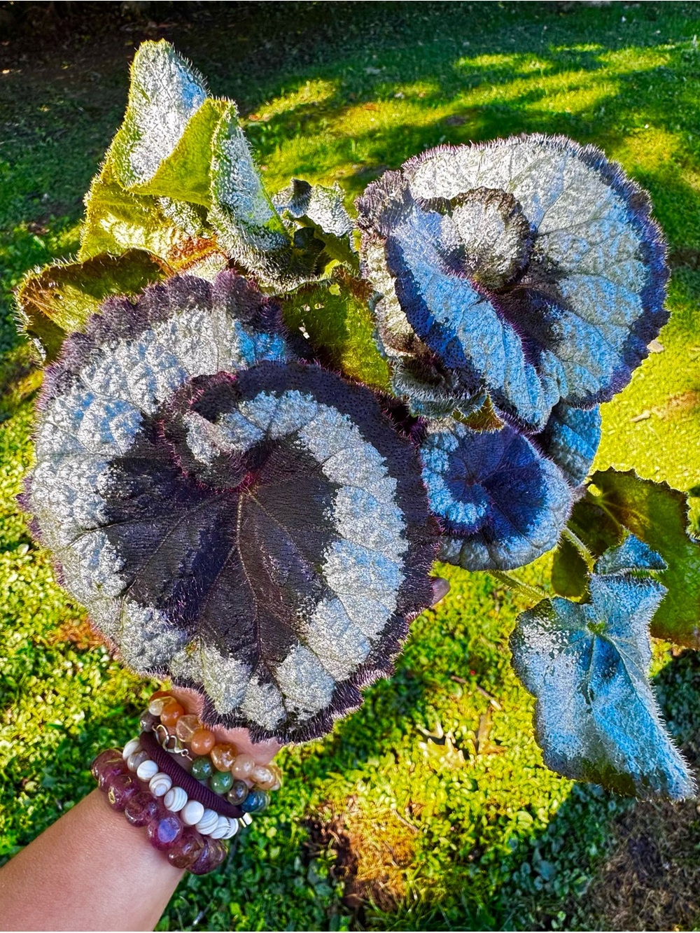 Begonia Rex